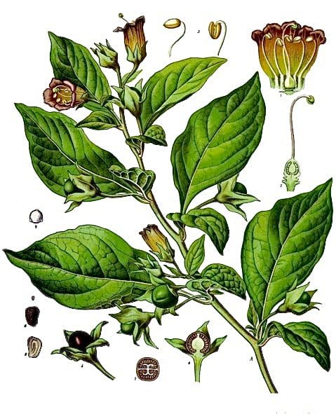 An illustration showing the parts of the deadly nightshade plant