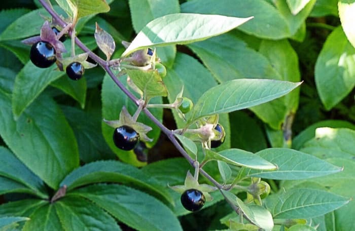 belladonna-or-deadly-nightshade-dangers-and-atropine-facts-owlcation