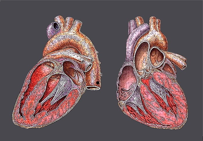 Atropine speeds up the heartbeat.