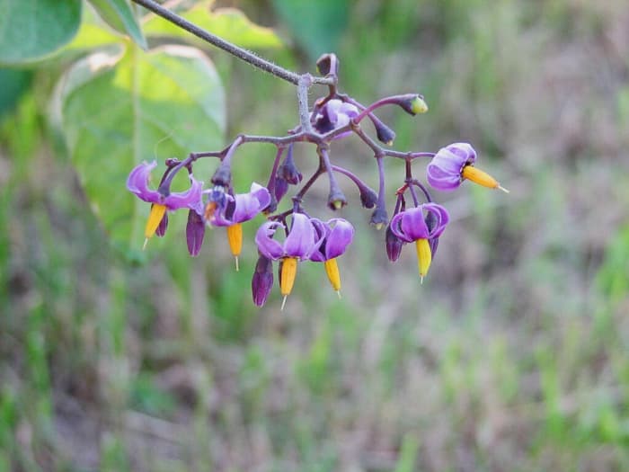 Beautiful bittersweet nightshade flowers