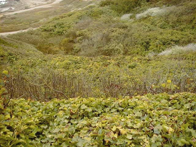 Looking down from Merrie Way--there are stairs hiding in all that brush. It gives some idea of the terrain the firefighters were dealing with.