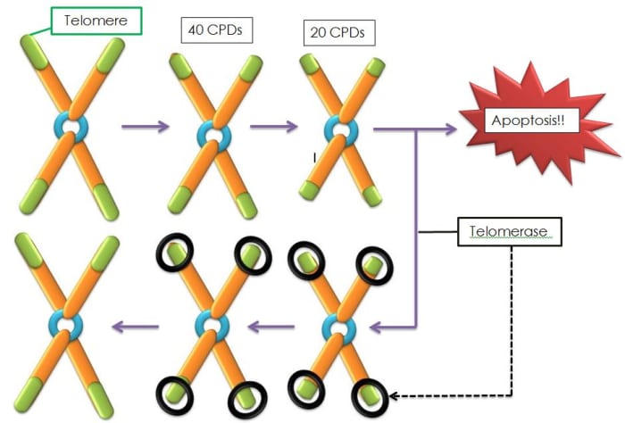 An illustration showing telomere shortening and telomerase action; apoptosis is the self-destruction of a cell