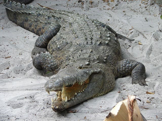 Note the pointed, v-shape of this crocodile's snout. The alligator's snout is wider, more rounded, and shaped like a U.