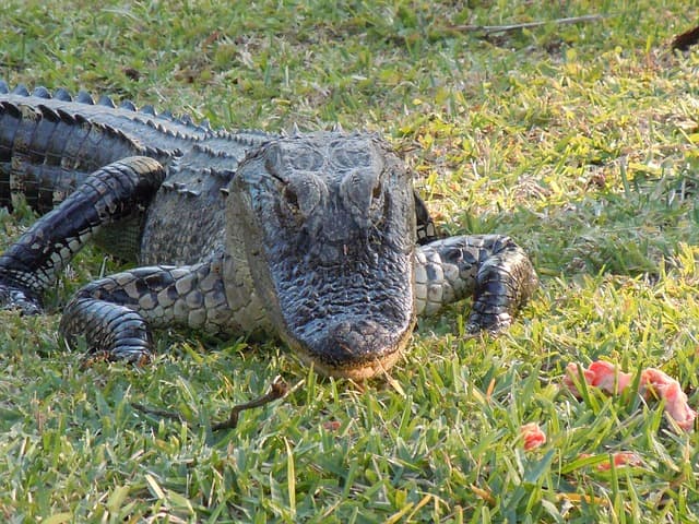 The alligator's snout is a more rounded U shape. The differences in snouts probably evolved due to dietary differences, with alligators needing to crack open turtle shells.