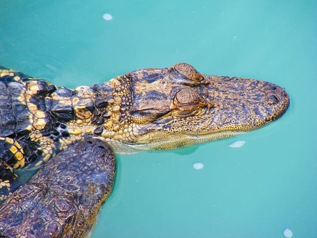 A young alligator basking. As they get older, their hides gradually lose their stripey pattern and become darker.