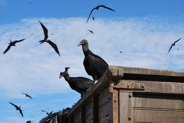 Two black vultures perched in Ecuador. The birds often like to perch on fence posts or dead trees. Alternatively, they will soar, looking for potential meals. The birds are normally silent, but can make grunts or hisses when feeding or agitated.