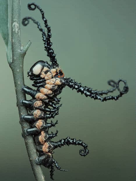 This rather wicked looking caterpillar transforms into a very impressive insect of the order Lepidoptera. Hint: The wording of the question should eliminate half the possible answers if you have read the article!