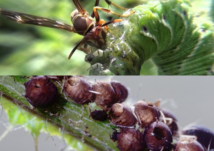 Parasitic Braconid wasp on a tomato hornworm -top Aphid mummies- the result of parasitising by the Encarsia formosa wasp- bottom