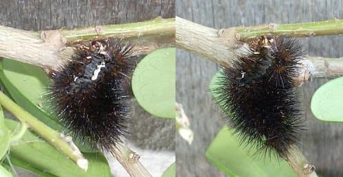 This picture is of a molted exoskeleton I found in a tree beside our house: a black, spikey outer shell.