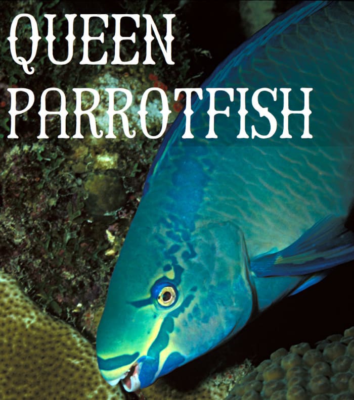 Queen Parrotfish. Licensed under CC BY 2.0 via Commons