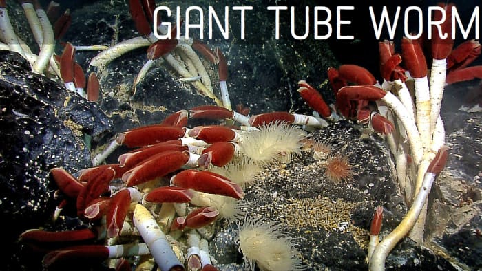 Giant Tube Worm