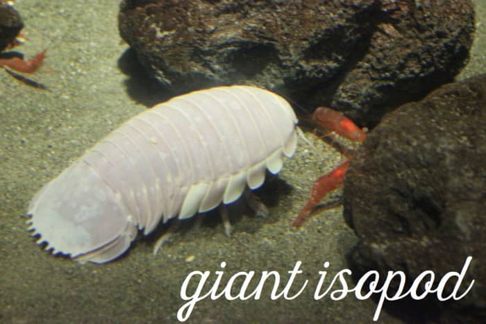 Giant Isopod