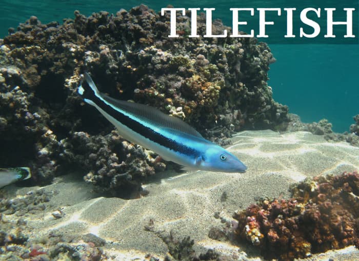 Tilefish