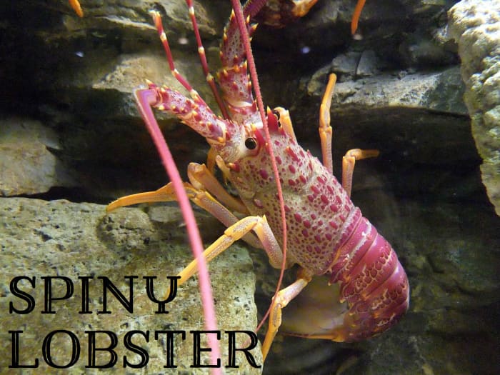 A Kind of Spiny Lobster