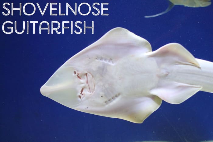 Shovelnose Guitarfish