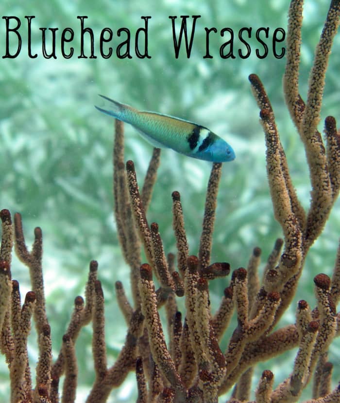 Bluehead Wrasse