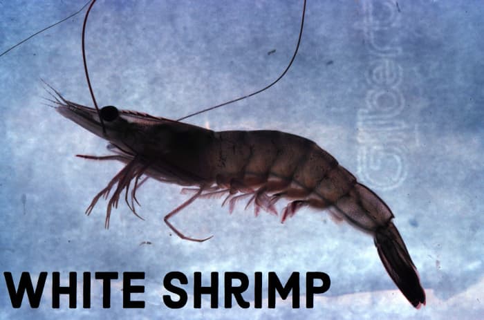 White Shrimp. Licensed under Public Domain via Commons