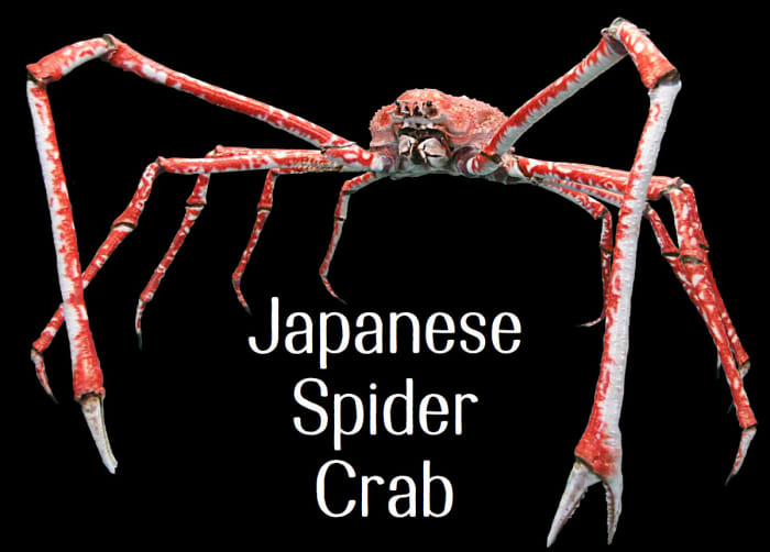 Japanese Spider Crab. Licensed under CC BY 2.5