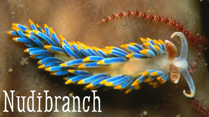 Nudibranch. Licensed under Public Domain via Commons