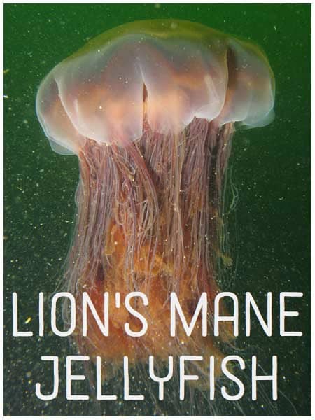 Lions Mane Jellyfish
