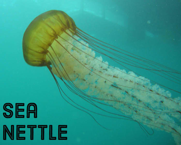 Sea Nettle. Licensed under CC BY 2.0 via Commons