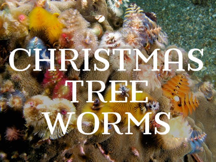 Christmas Tree Worms