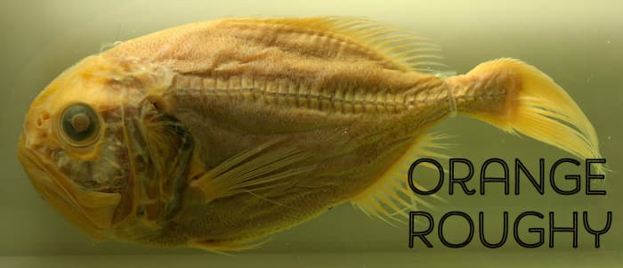 A preserved orange roughy fish