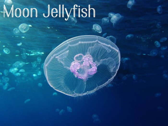 Moon Jellyfish