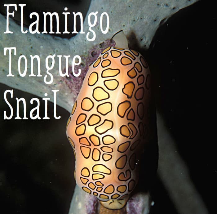 Flamingo Tongue Snail. "Cyphoma gibbosum (living) 2" by LASZLO ILYES (laszlo-photo) from Cleveland, Ohio, USA - Flickr. Licensed under CC BY 2.0 via Commons
