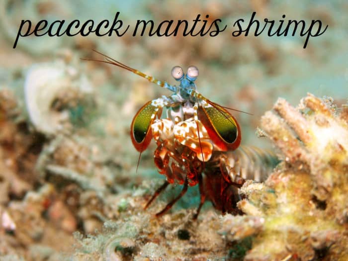Peacock Mantis Shrimp