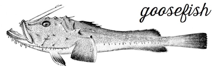 Goosefish