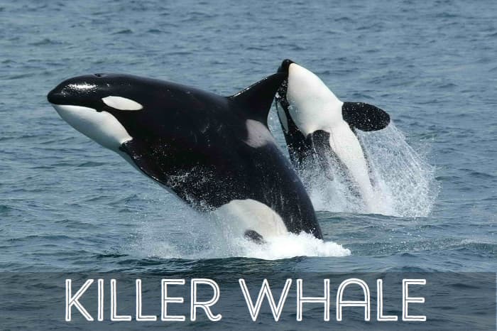 Killer Whale