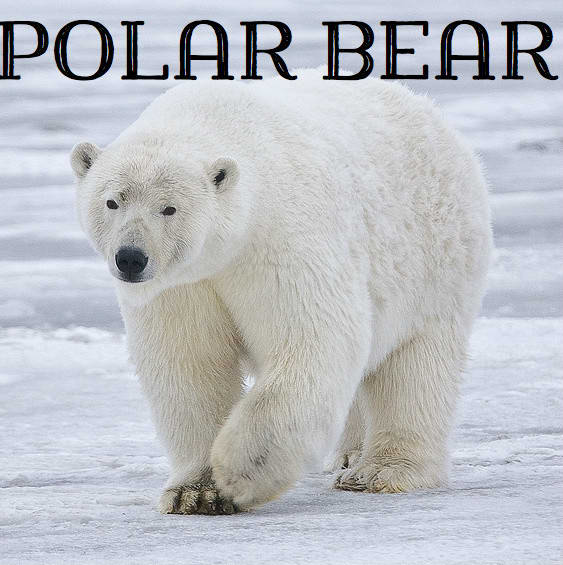 Polar Bear. Licensed under CC BY-SA 3.0 via Commons
