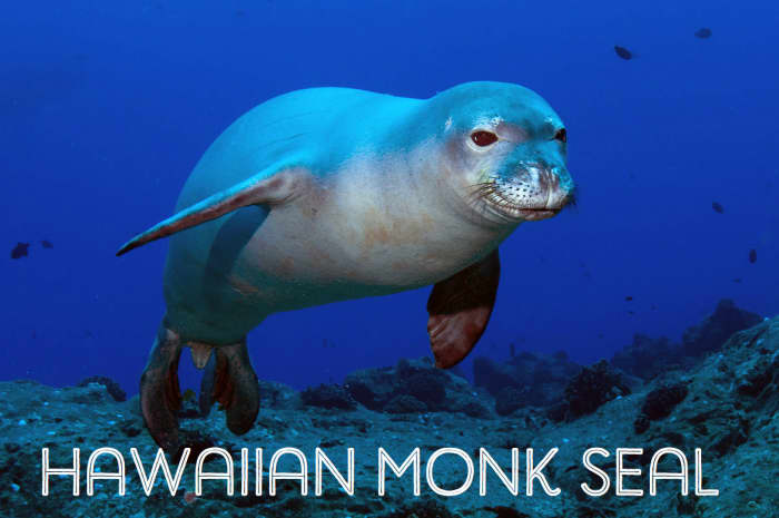 Hawaiian Monk Seal