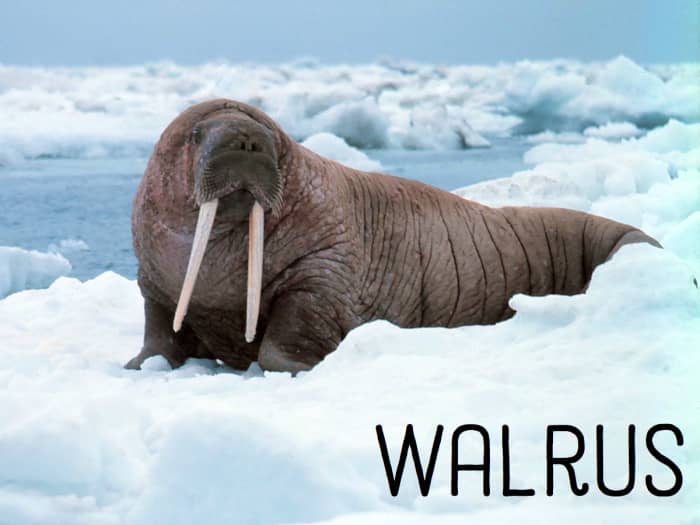 Walrus. Licensed under Public Domain via Commons