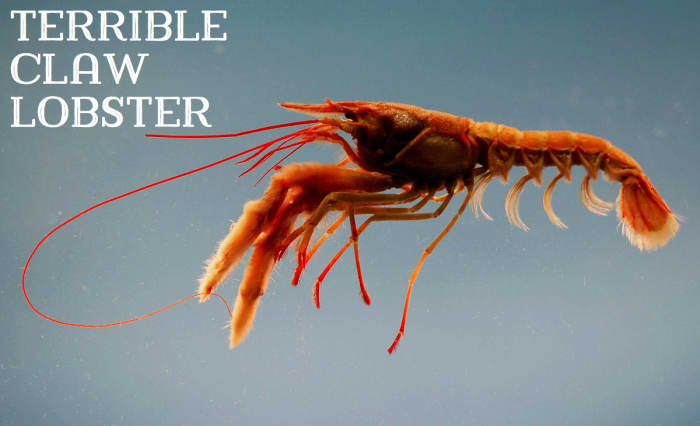 Terrible Claw Lobster; Licensed under Public Domain via Commons