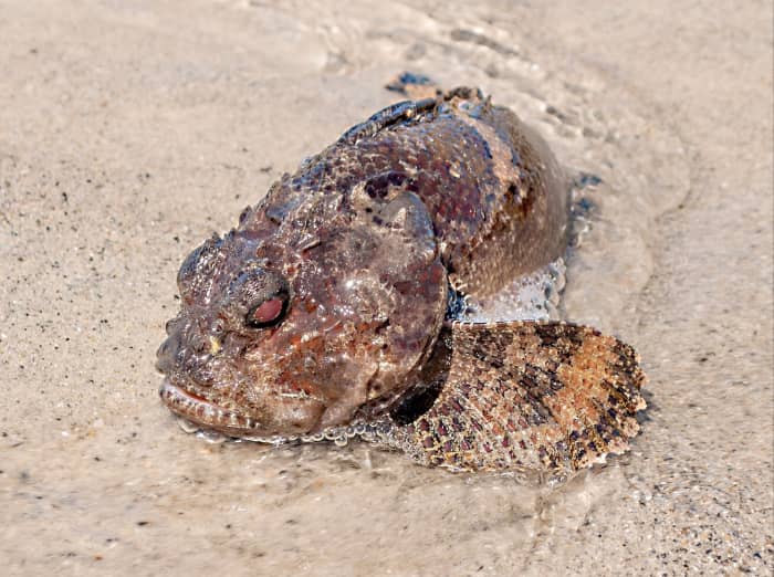 The Bocon toadfish is in the same family as the three-spined toadfish. Toadfish are known for their ability to produce sounds.