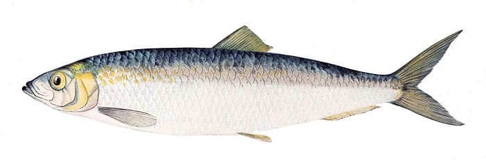 An Atlantic Herring