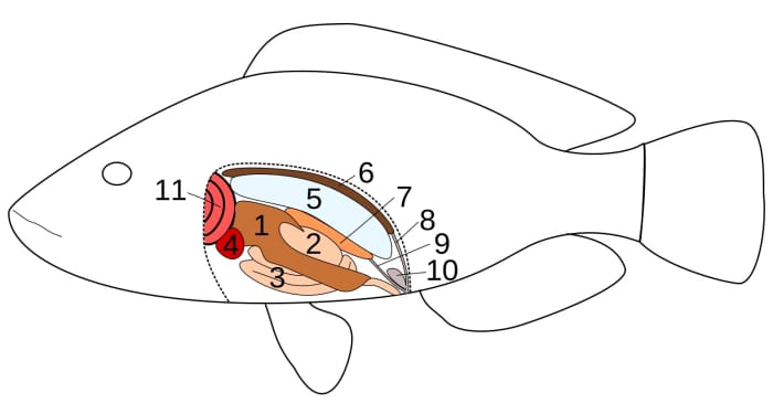 Fish Anatomy: 1-liver, 2-stomach, 3-intestine, 4-heart, 5-swim bladder 6- kidney 7-reproductive organ 8- ureter 9-efferent duct 10-urinary bladder 11-gills