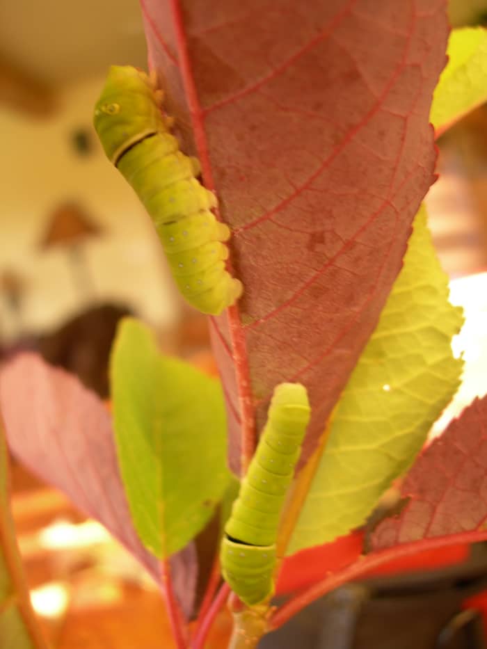 Fourth instar: now they are getting big, two inches or longer. They have a black stripe under the eye-spots which are on the "shoulders."