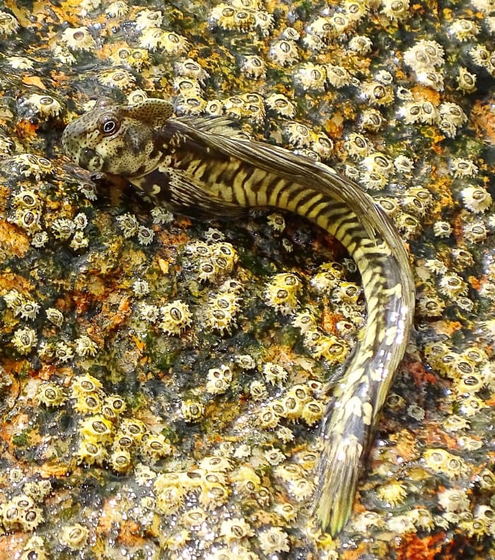 This is an interesting photo of a mudskipper on a barnacle-covered rock instead of on mud. The photo was taken on the island of Praslin in the Seychelles.