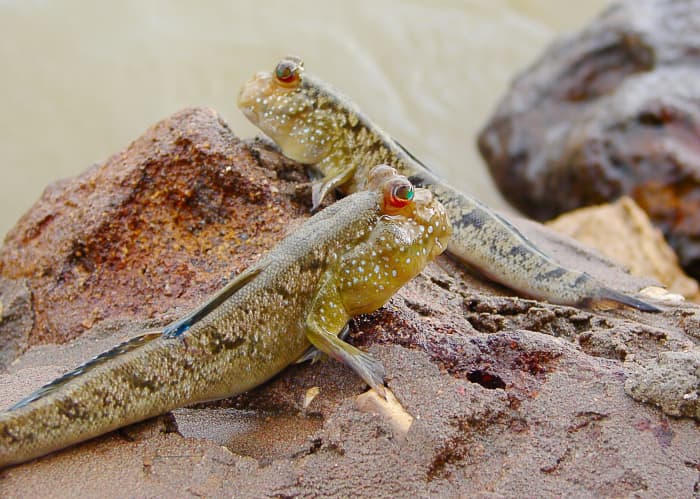 Gambian mudskippers
