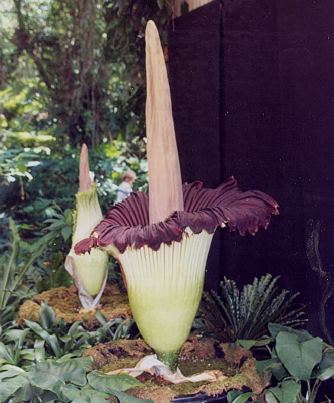 Corpse Flower, Titan Arum. Not only is it ugly, it smells like a corpse. Luckily only 28 have bloomed in the United States.