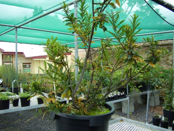 A cutting of King's Holly, growing in the Hobart Botanical Gardens. King's Holly: An Ancient Sterile Clone