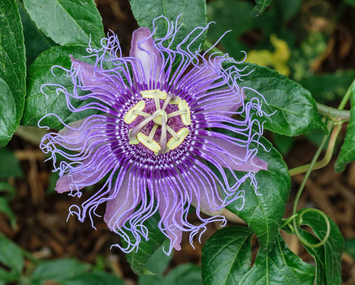 Passiflora incarnata, Passion Vine, purple petals and purple corona filaments variety, at the Butterfly Garden at Norfolk Botanical Garden, Norfolk, Virginia.