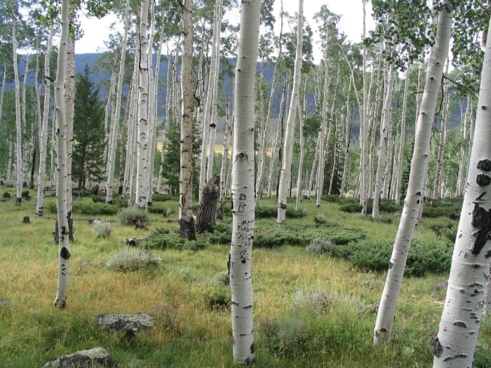 Fish Lake in Southern Utah. The Pando quaking aspen colony is within a mile of Fish Lake; these trunks may be part of Pando. World's Largest Tree By Area and Volume: Pando, the Quaking Aspen