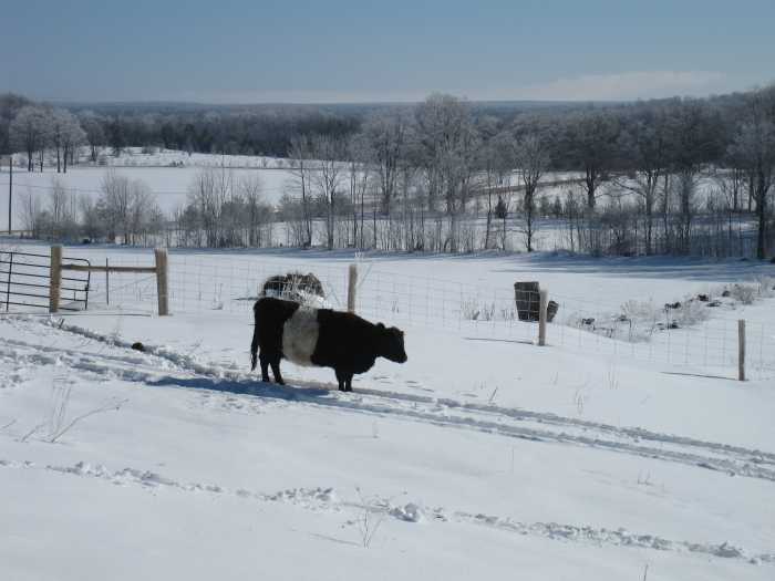 Belties are cold hardy but stay in shelter when it is windy and stormy 