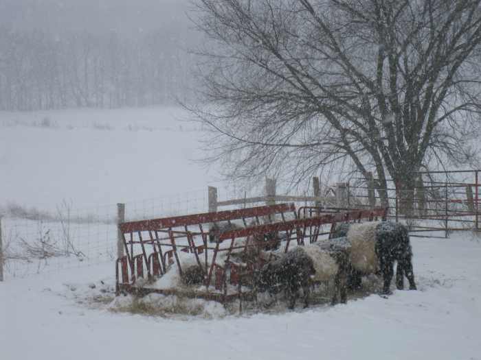 Belted galloways at the hay feeder out in the snow