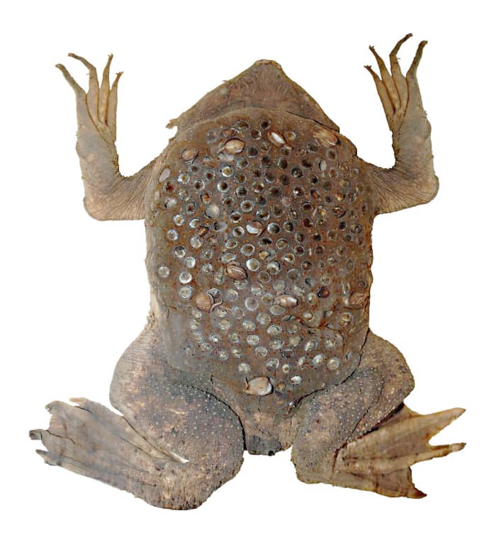 A preserved female Surinam toad, showing the chambers where the young toads developed
