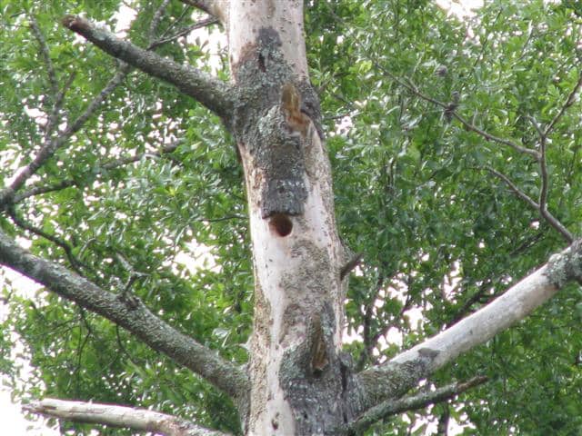 I observed pileated woodpeckers drilling the hole in this dead pine tree